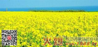 国产四级,创新驱动，引领未来科技发展